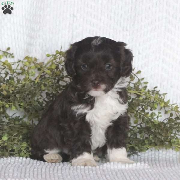 Kingston, Cavalier King Charles Mix Puppy